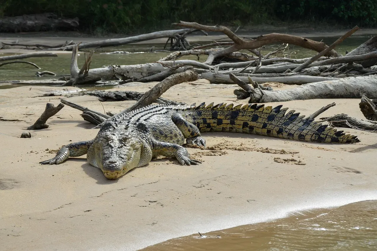 The Saltwater Crocodile: Apex Predator of Coastal Waters (Image Credits: Pixabay)