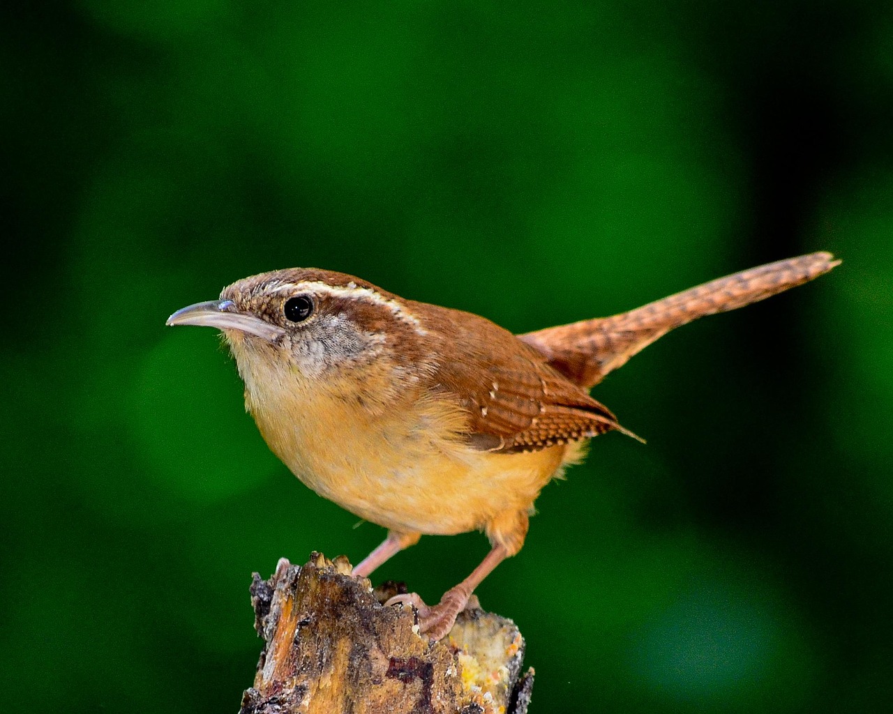 Carolina Wren - Small Bird, Big Expansion (Image Credits: Pixabay)