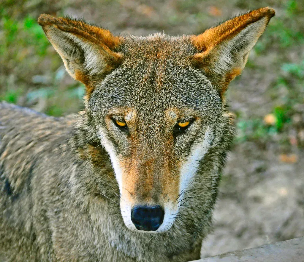 7. Hybridization With Coyotes Nearly Wiped Them Out (Image Credits: Flickr)