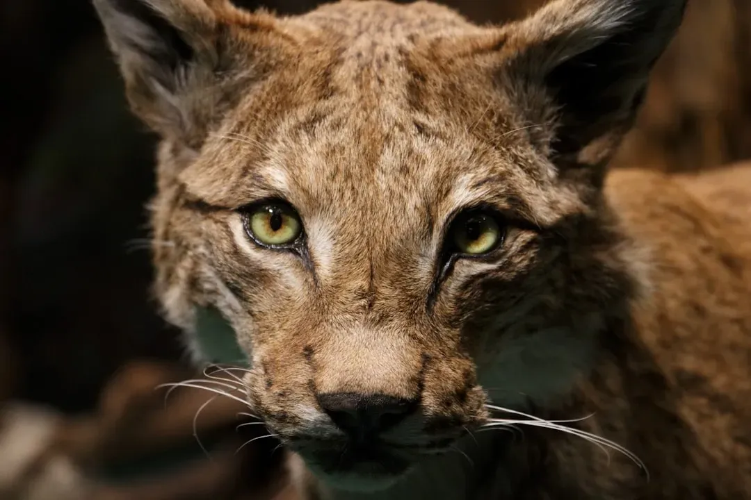 Why Mutual Eye Contact With Wild Animals Feels So Intense (Image Credits: Unsplash)