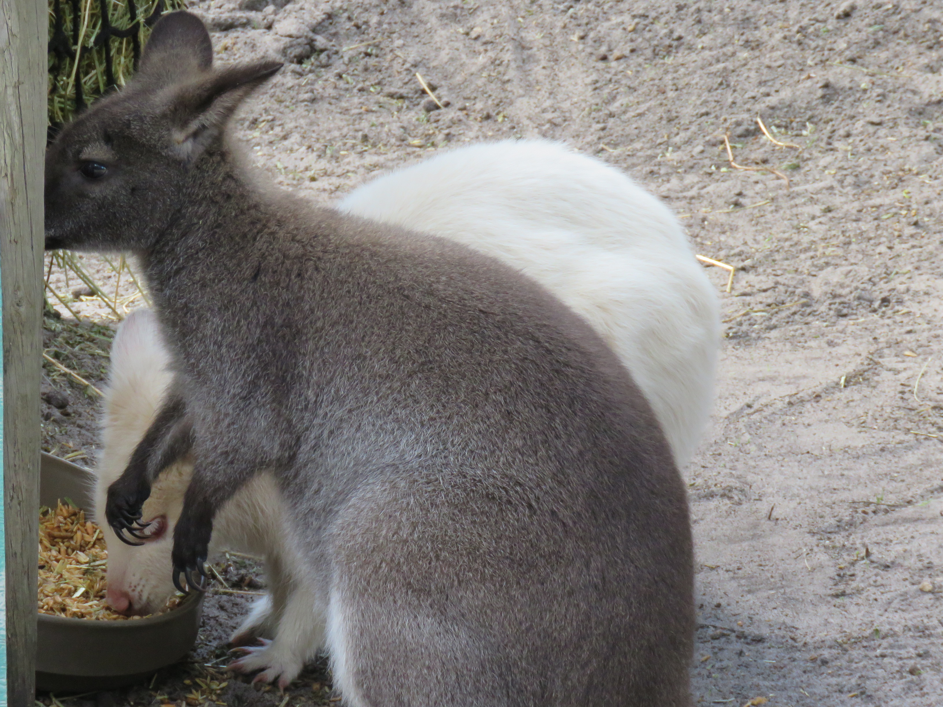 Why It Matters (Image Credits: Wikimedia)