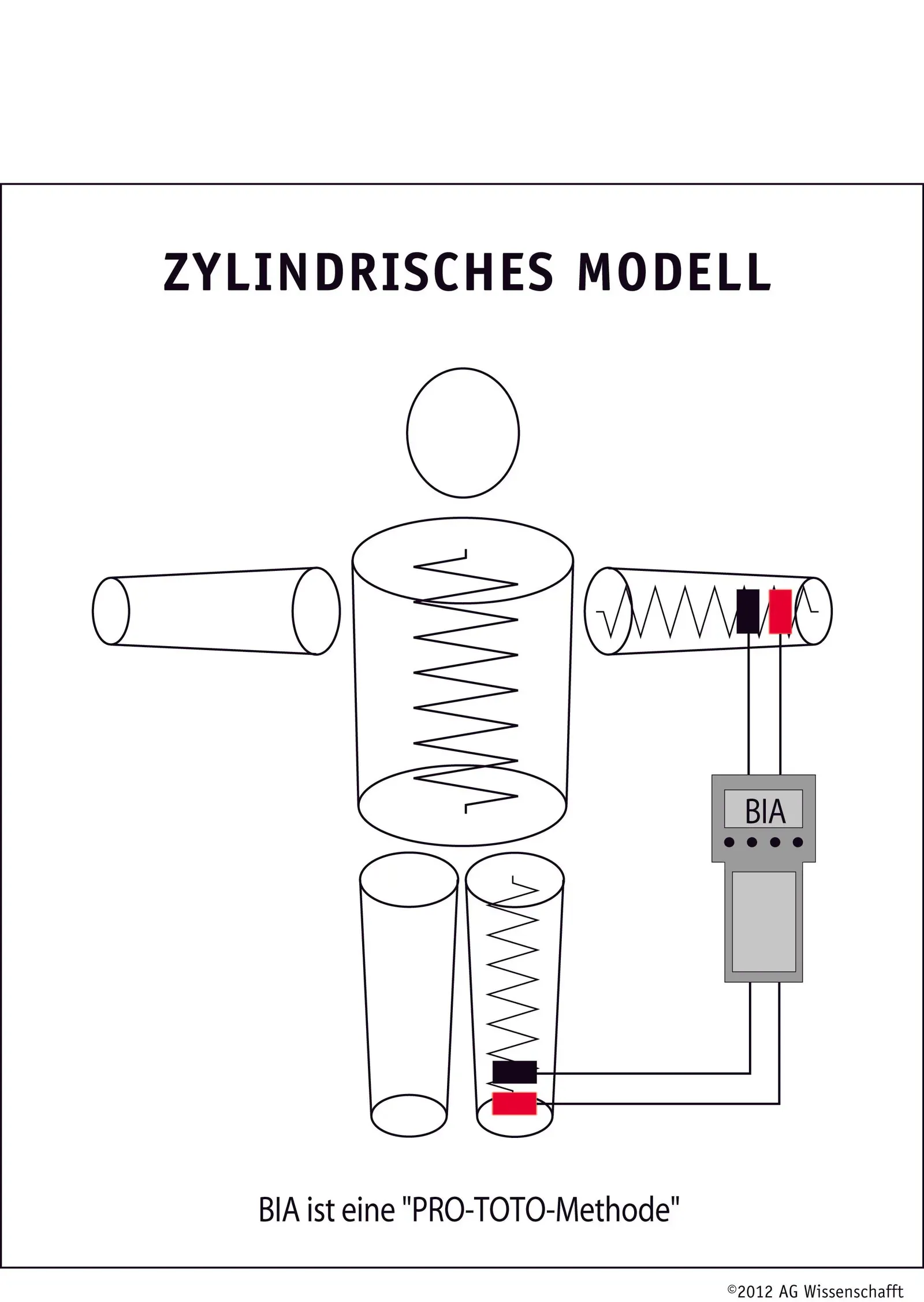 The Body’s Electrical Whisper Network: Hidden Bioelectric Codes (Image Credits: Wikimedia)