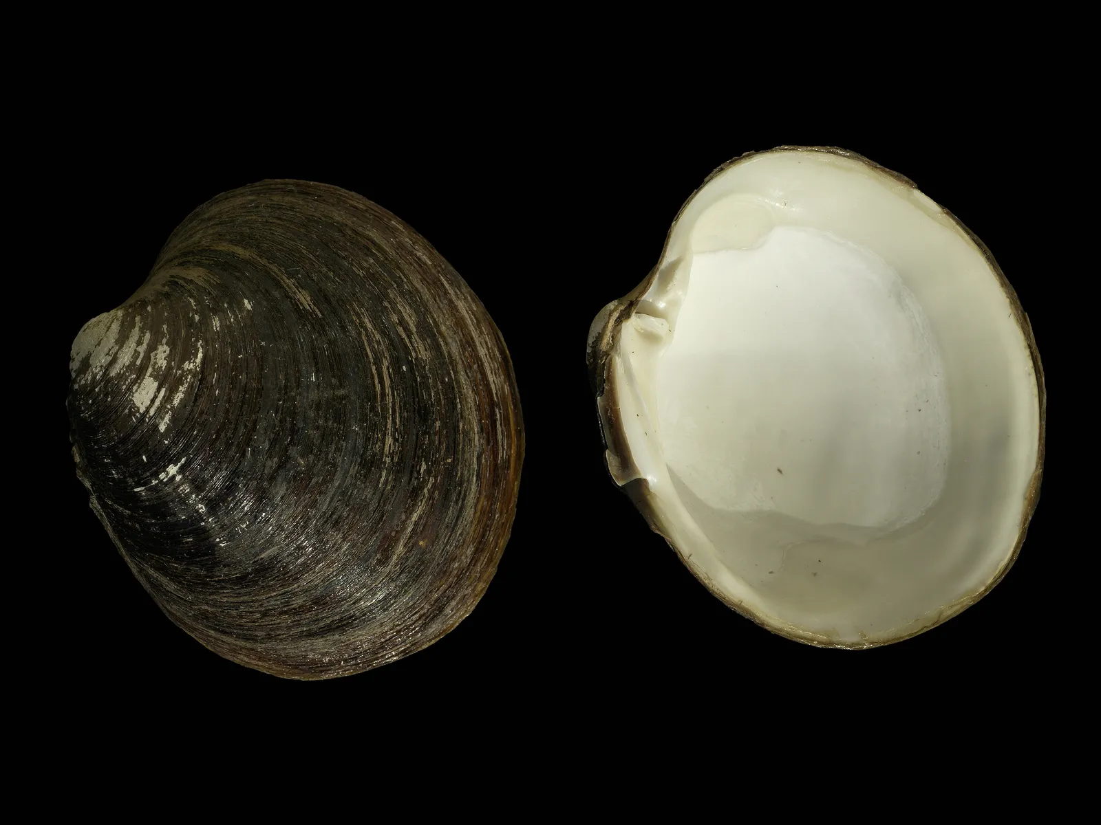 How You Actually Tell the Age of a Clam (By Hans Hillewaert, CC BY-SA 4.0)