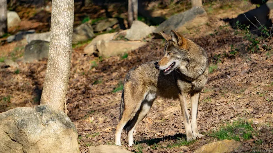 4. The Red Wolf: The World's Most Endangered Wolf (Image Credits: Pexels)