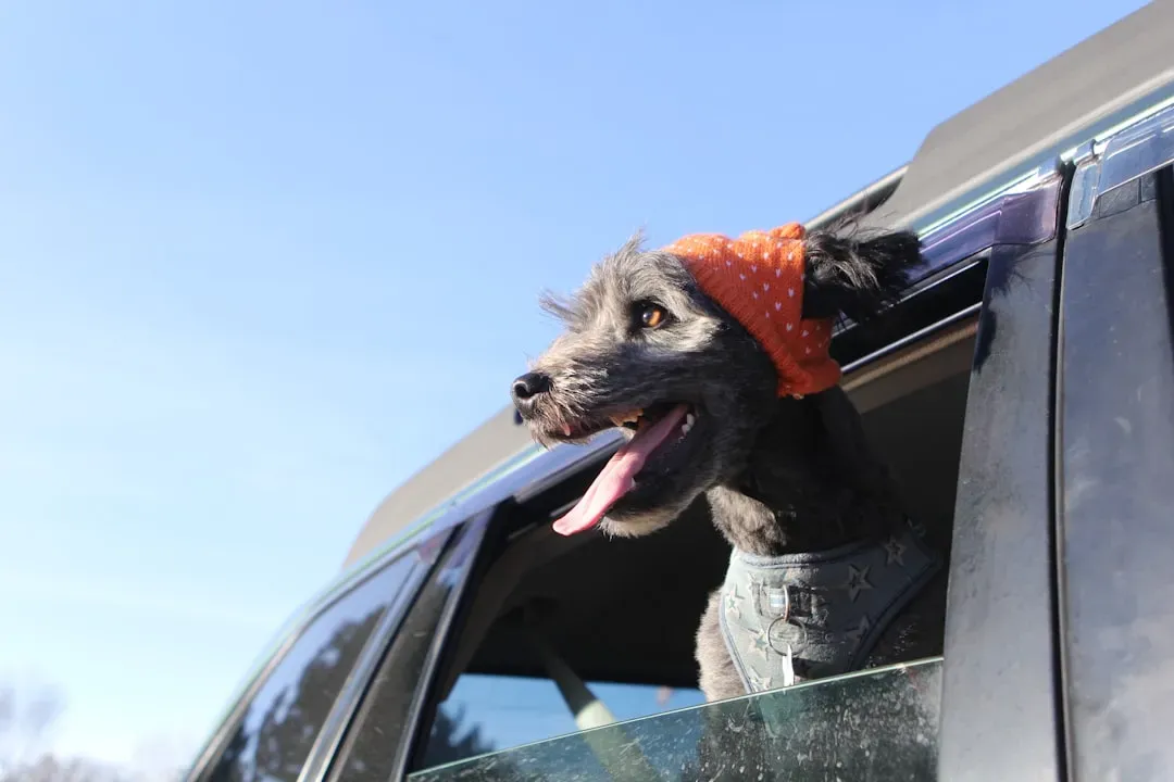 Sagittarius – The Adventurous Rescue Dog (Image Credits: Unsplash)