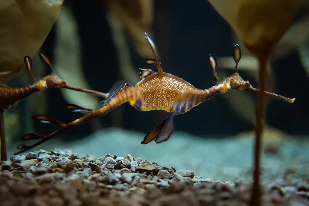 11. They’re Living Proof That the Ocean Still Has Surprises (chase_elliott, Flickr, CC BY 2.0)