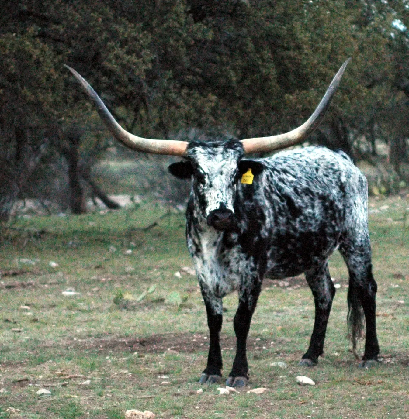 The Hidden Origins: From Iberian Cattle to a New World Survivor (Image Credits: Wikimedia)