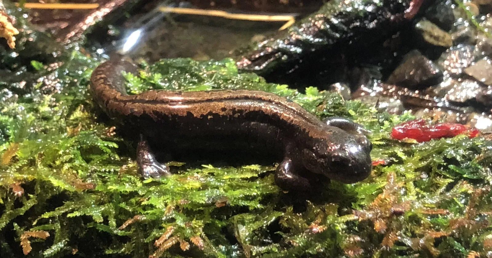 The Salamander That Treats Liquid Nitrogen Weather Like A Minor Inconvenience (By Totti, CC BY-SA 4.0)