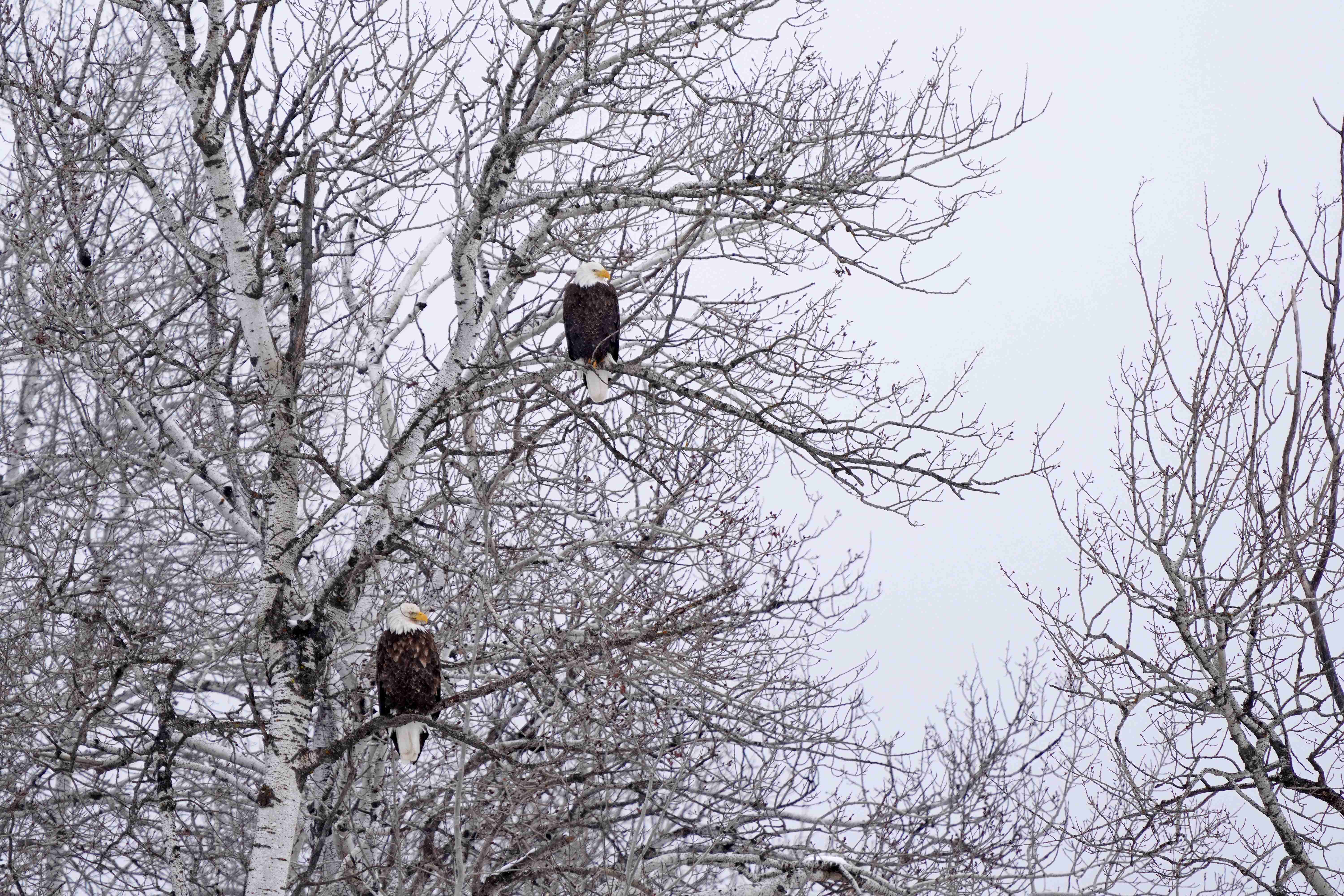 Iowa's Remarkable Winter Population of 4,000 Eagles (Image Credits: Wikimedia)