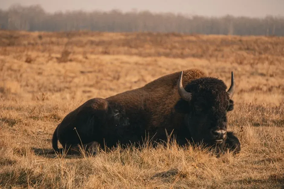 9. Bison And Grassland Rewilding In North America (Image Credits: Pexels)