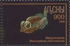 Barreleye Fish: Transparent Heads and Rotating Eyes (Image Credits: Wikimedia)