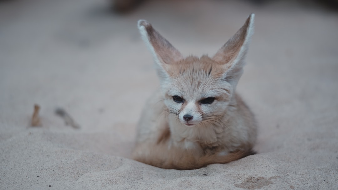 The Fennec Fox - The Social Strategist (Image Credits: Unsplash)