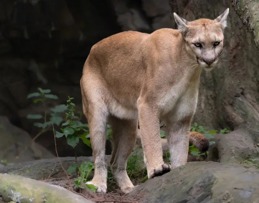 #5 - The Eastern Cougar: Resurrected, Then Buried Again (Image Credits: Pexels)