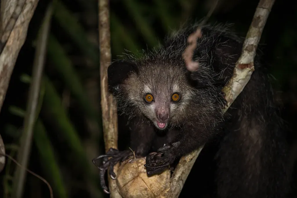 3. Aye-Aye – The Nighttime Tree Tapping Specialist (Oregon State University, Flickr, CC BY-SA 2.0)