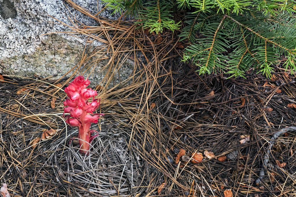 Resource Sharing Networks for Community Survival (Image Credits: Flickr)