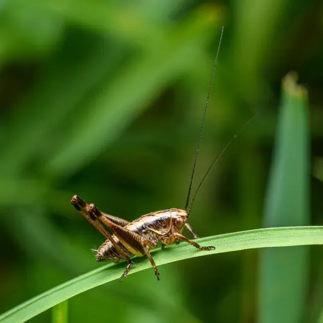 #5 - Crickets Can Tell You The Exact Temperature (Image Credits: Pexels)