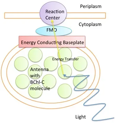 Biology’s Quiet Quantum Experiments (Image Credits: Wikimedia)