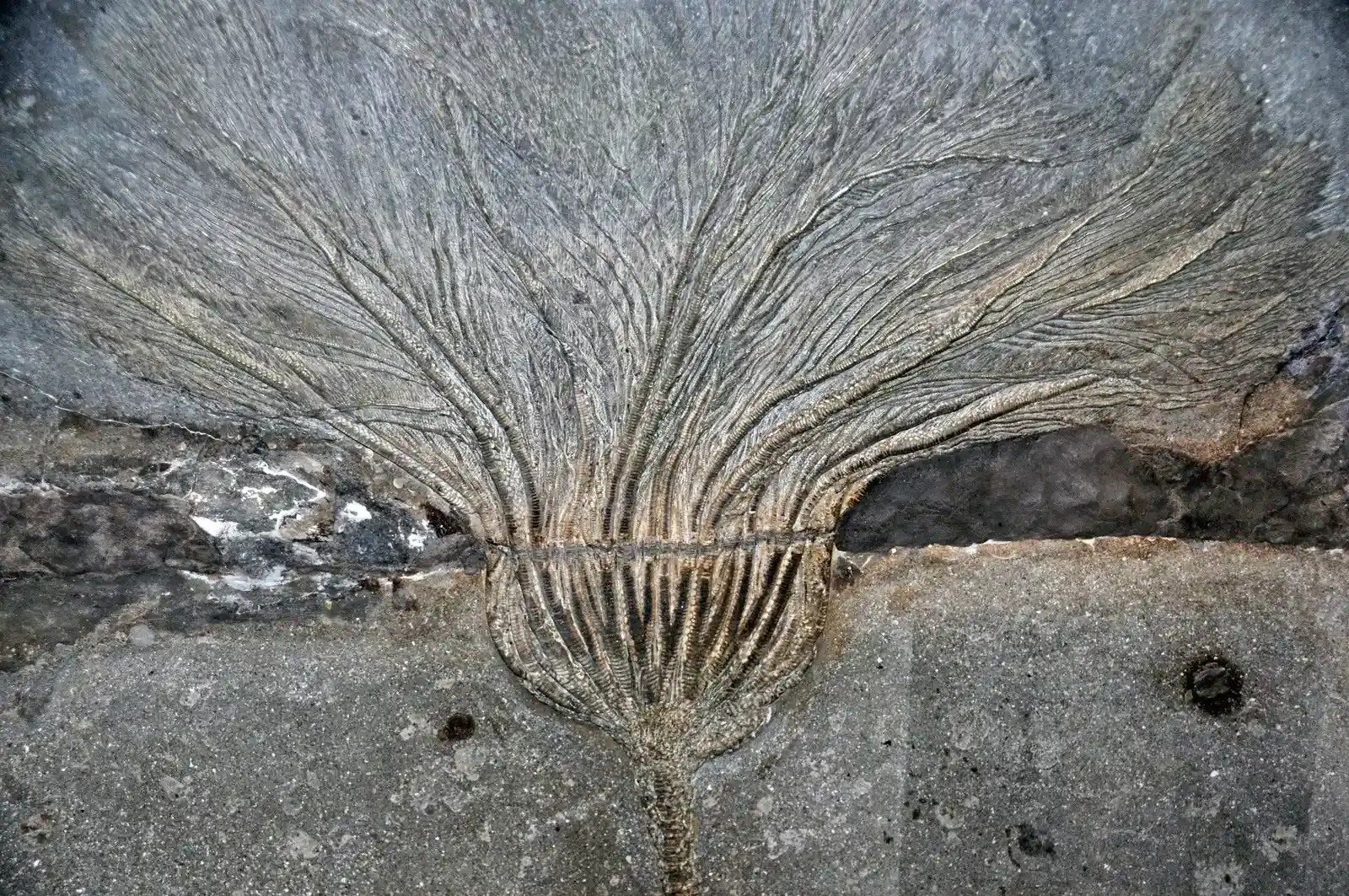 #8 - Crinoid "Stems" Littering Hills in Landlocked States (Seirocrinus subangularis (fossil crinoid) (Posidonia Shale, Lower Jurassic; Holzmaden area, Germany) 3, CC BY 2.0)