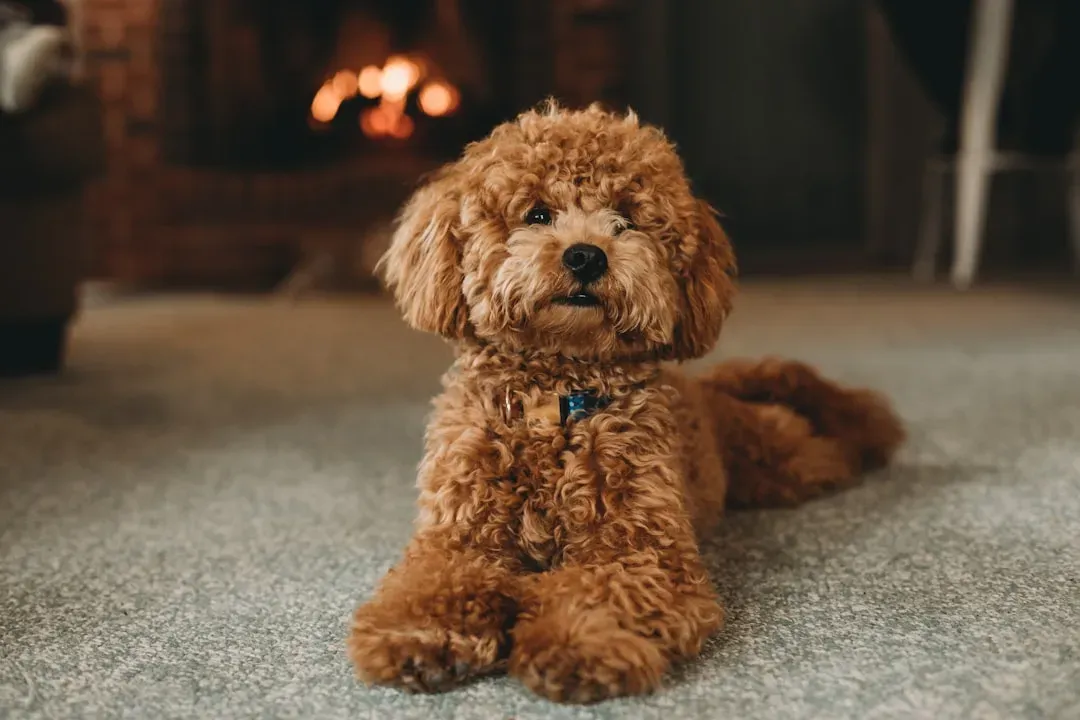 Libra – The Social Poodle (Image Credits: Unsplash)