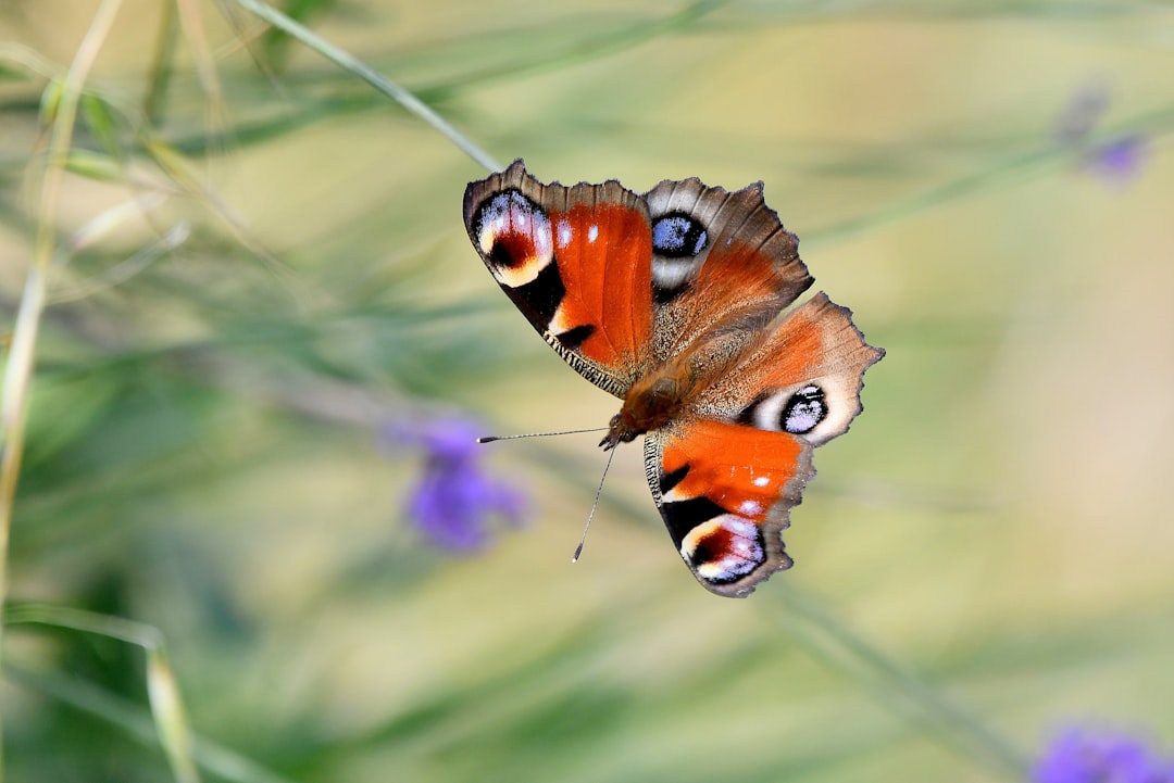 The Butterfly's Insights Into Your Transformative Nature (Image Credits: Unsplash)