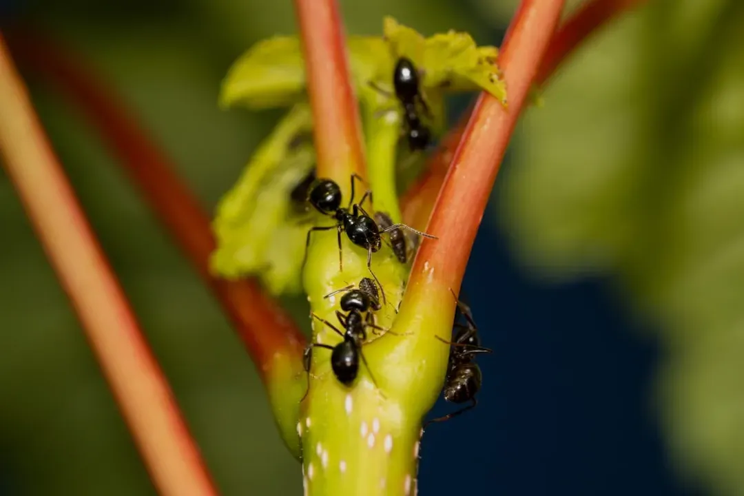 3. Ant “Farmers”: Insects That Grow Their Own Food (Image Credits: Unsplash)