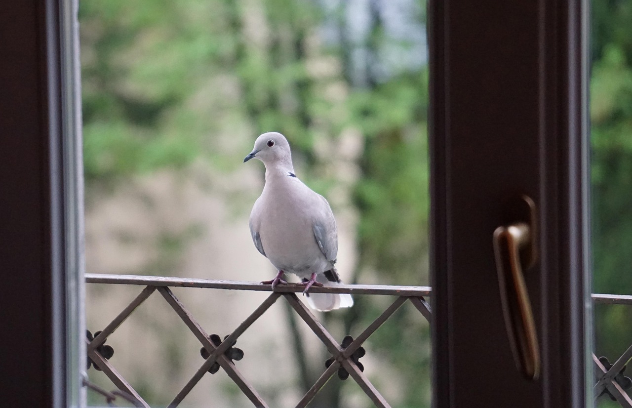 Taurus: The Devoted Dove (Image Credits: Pixabay)