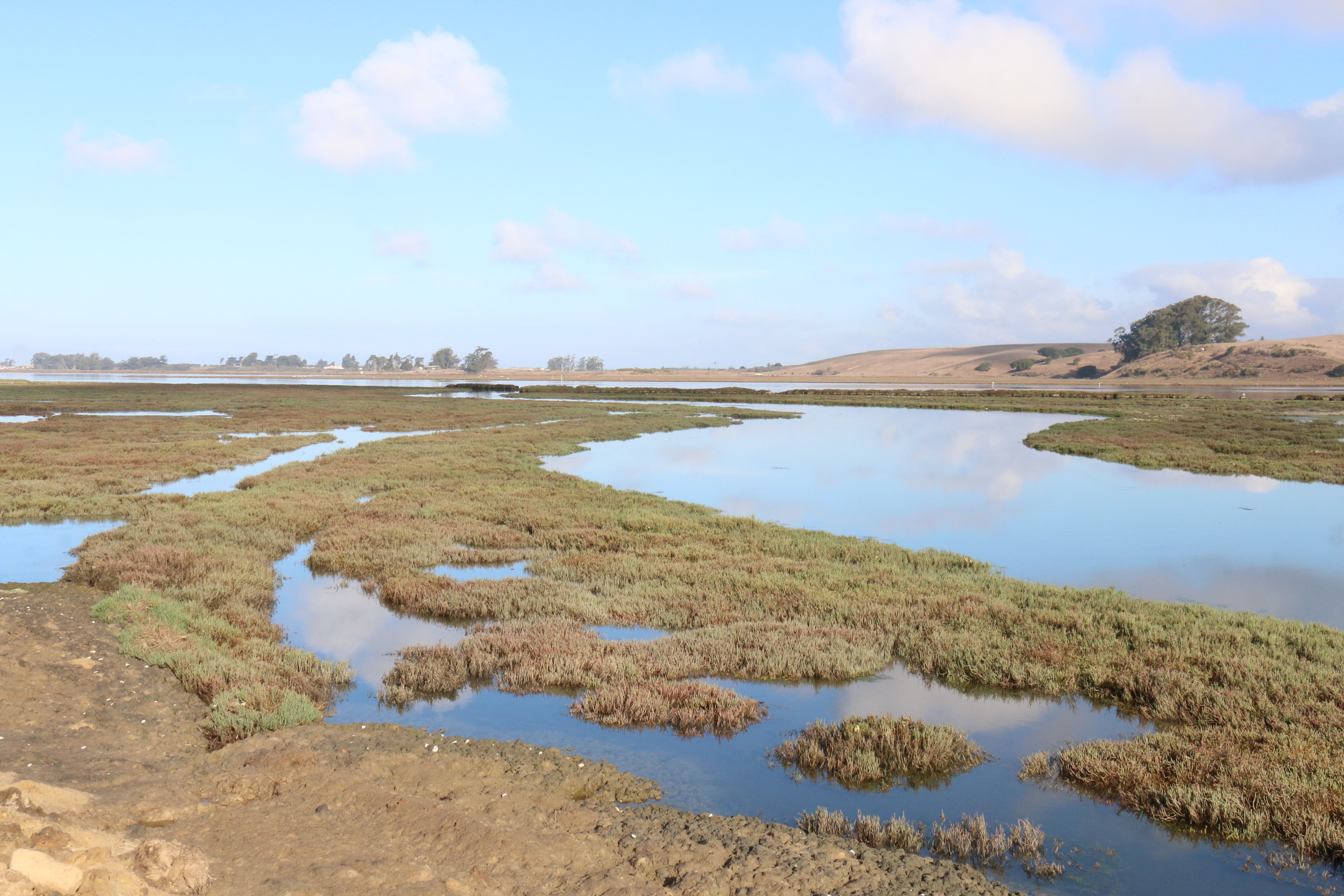 Lake Erie’s Western Basin, Ohio: Wetlands as Filters and Fish Nurseries (Image Credits: Wikimedia)