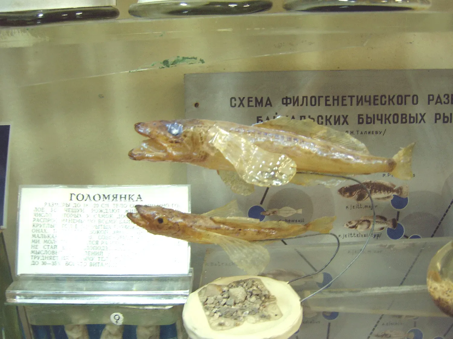 Life in the Abyss: Creatures That Defy Expectations (Image Credits: Wikimedia)