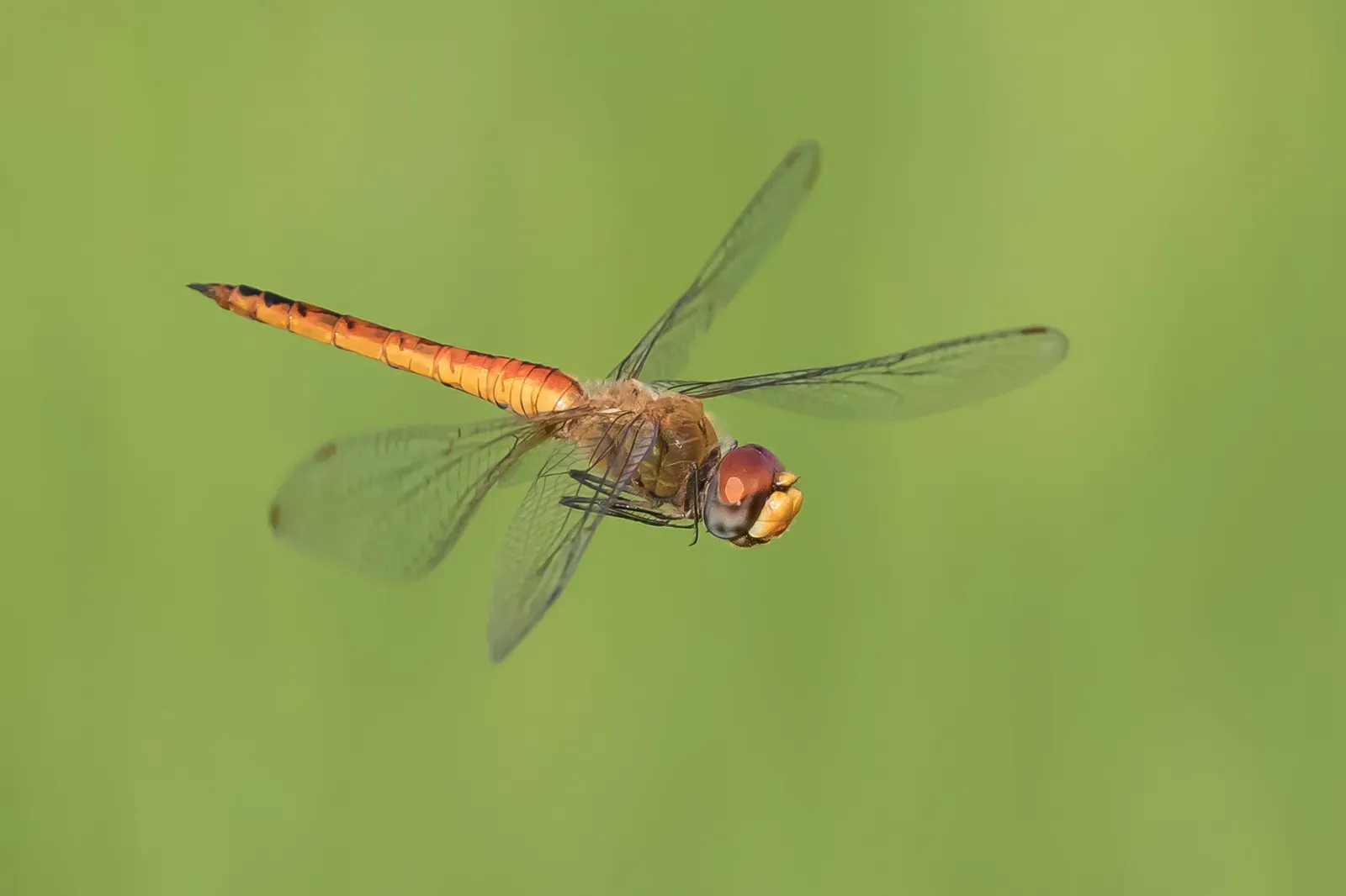 #8 - Globe Skimmer Dragonflies: Tiny Insects, Transoceanic Journeys (By Basile Morin, CC BY 4.0)