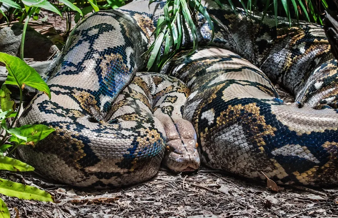 The Reticulated Python: Southeast Asia's Longest Serpent (Image Credits: Unsplash)