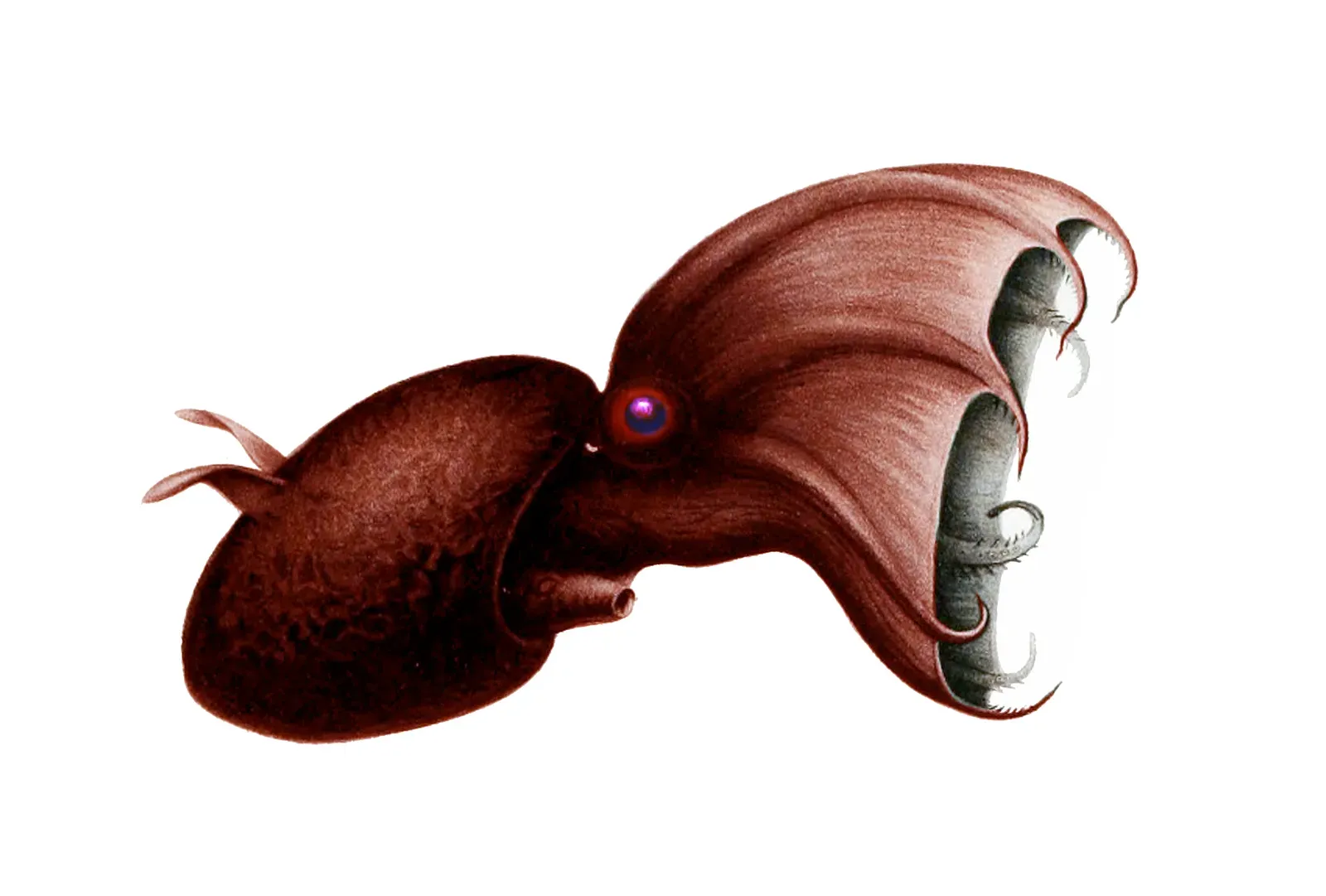 Vampire Squid: The Gentle “Monster” of the Deep (Image Credits: Wikimedia)