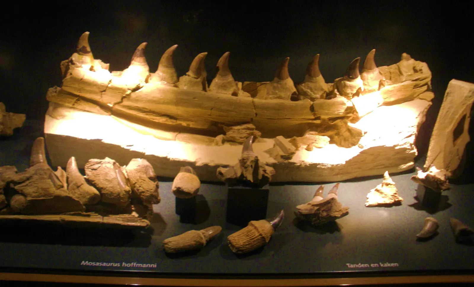 #5 Clidastes Moorevillensis Jaw (By Ghedoghedo, CC BY-SA 3.0)