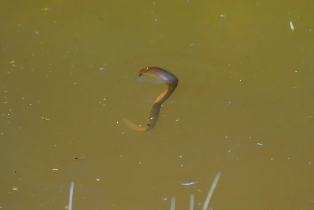 3. Flatworms (Planarians): Regrowing a New Head from Almost Nothing (Image Credits: Flickr)