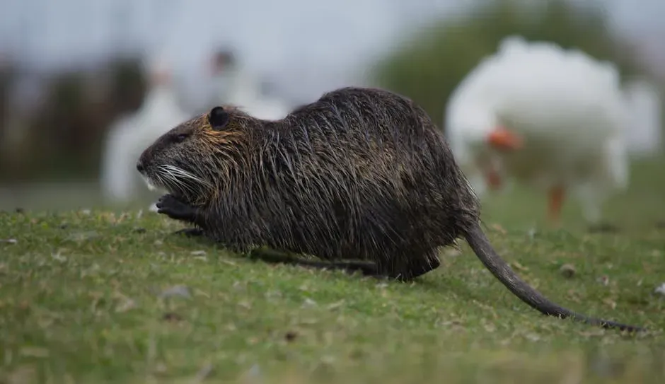 11. Nutria, Muskrats, and Other Invasive Mammals (Image Credits: Pexels)