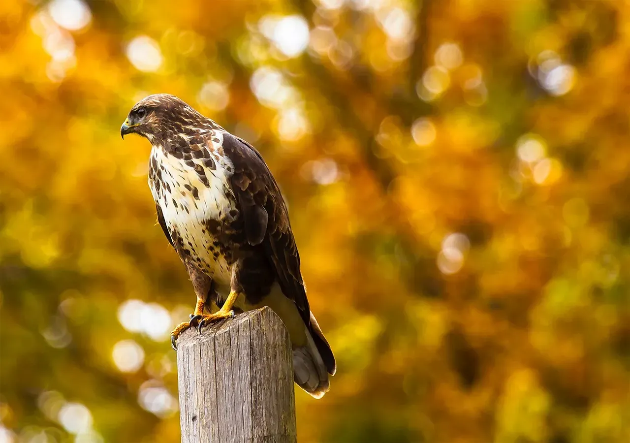 Conclusion: A Fence Post as a Window Into Wild Lives (Image Credits: Pixabay)