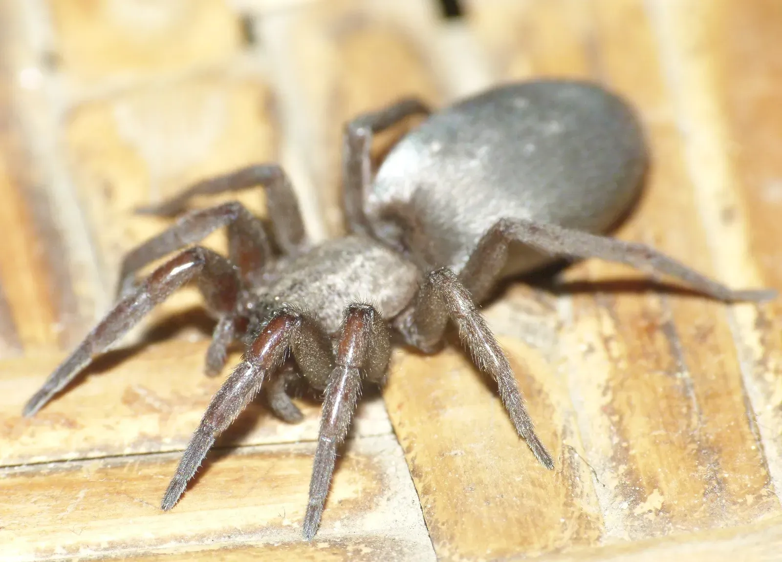 Himalayan Jumping Spider Temperature Regulation (Image Credits: Wikimedia)