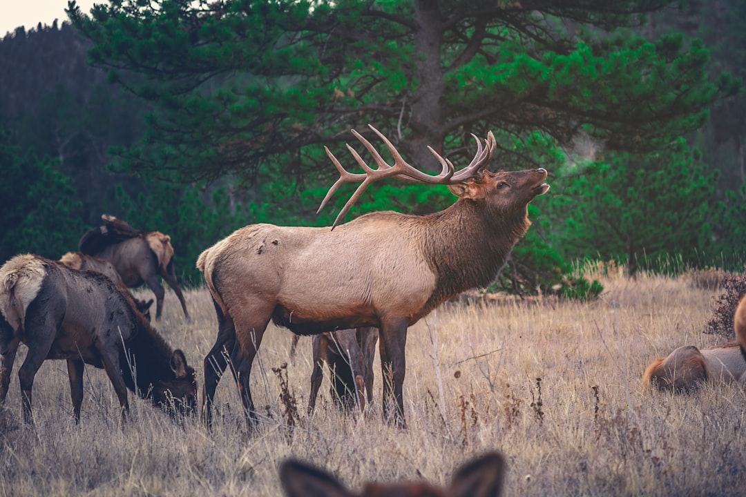 Pressure and Peril: Hunting, Predators, and People (Image Credits: Unsplash)