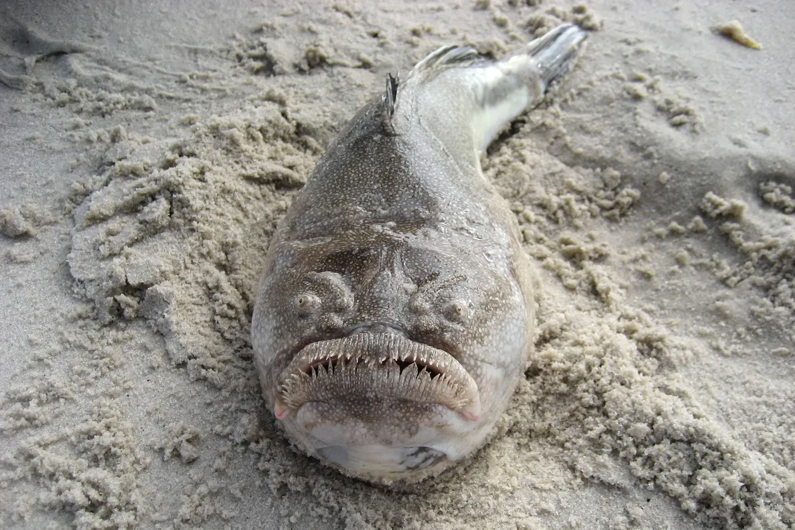 1. Northern Stargazer – The Grumpy Fish Hiding Under Your Feet (Transferred from en.wikipedia to Commons., CC BY-SA 3.0)