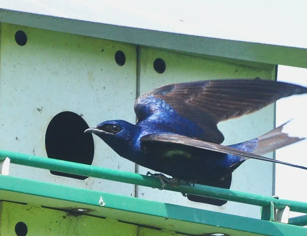 7. You Have to Evict the “Bad Tenants” Before They Take Over (jeffreyw, Flickr, CC BY 2.0)