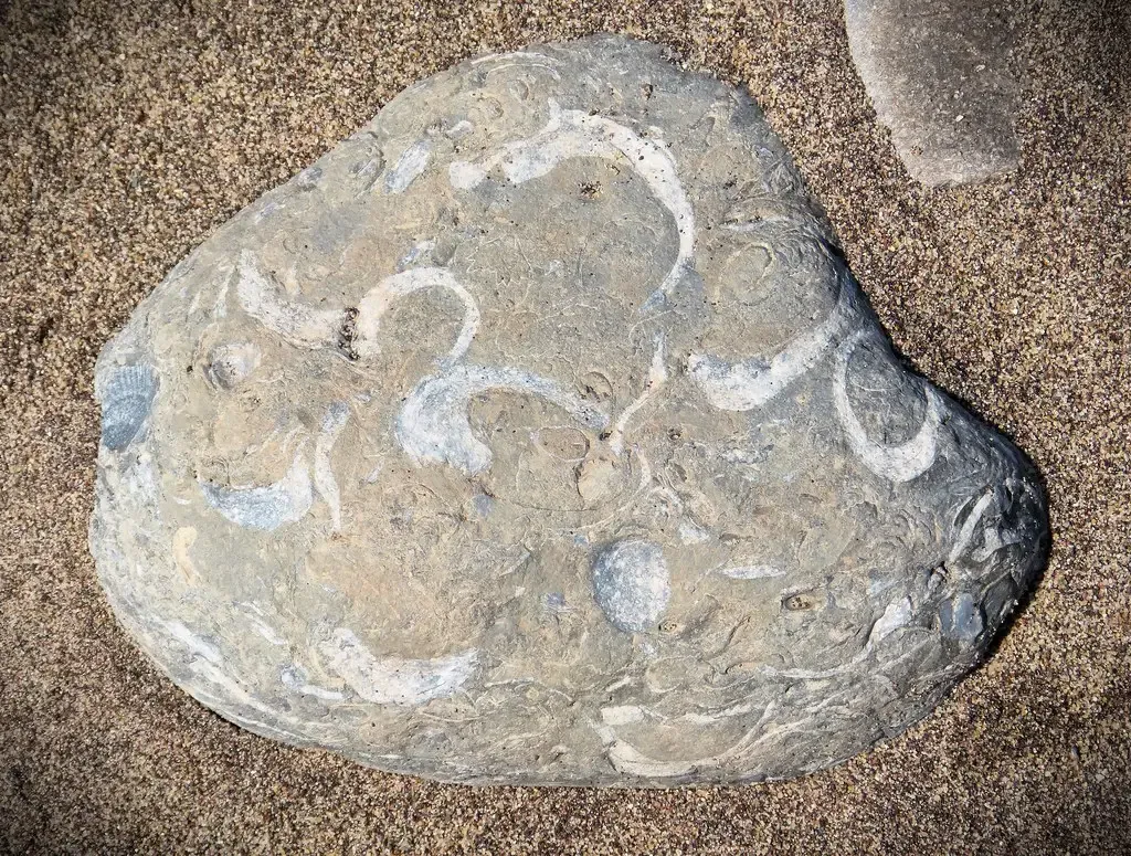 #13: Bivalves Known Only From Inside Larger Shells (gailhampshire, Flickr, CC BY 2.0)