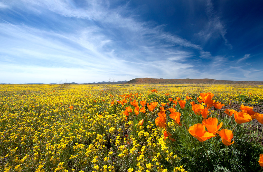 Arizona - Sonoran Desert Comes Alive (Image Credits: Flickr)