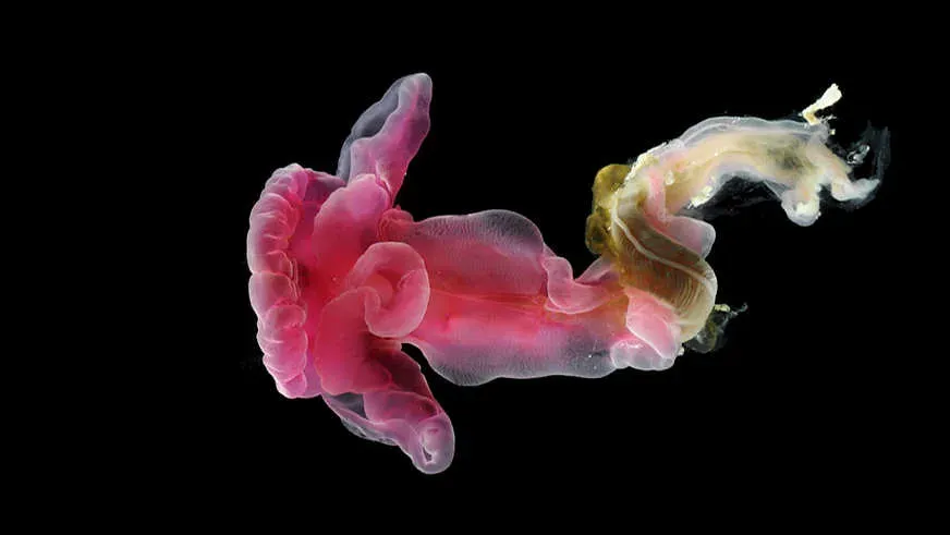 #12 - Deep-Sea Worms Collected Once… Then Never Seen Again (Image Credits: Flickr)
