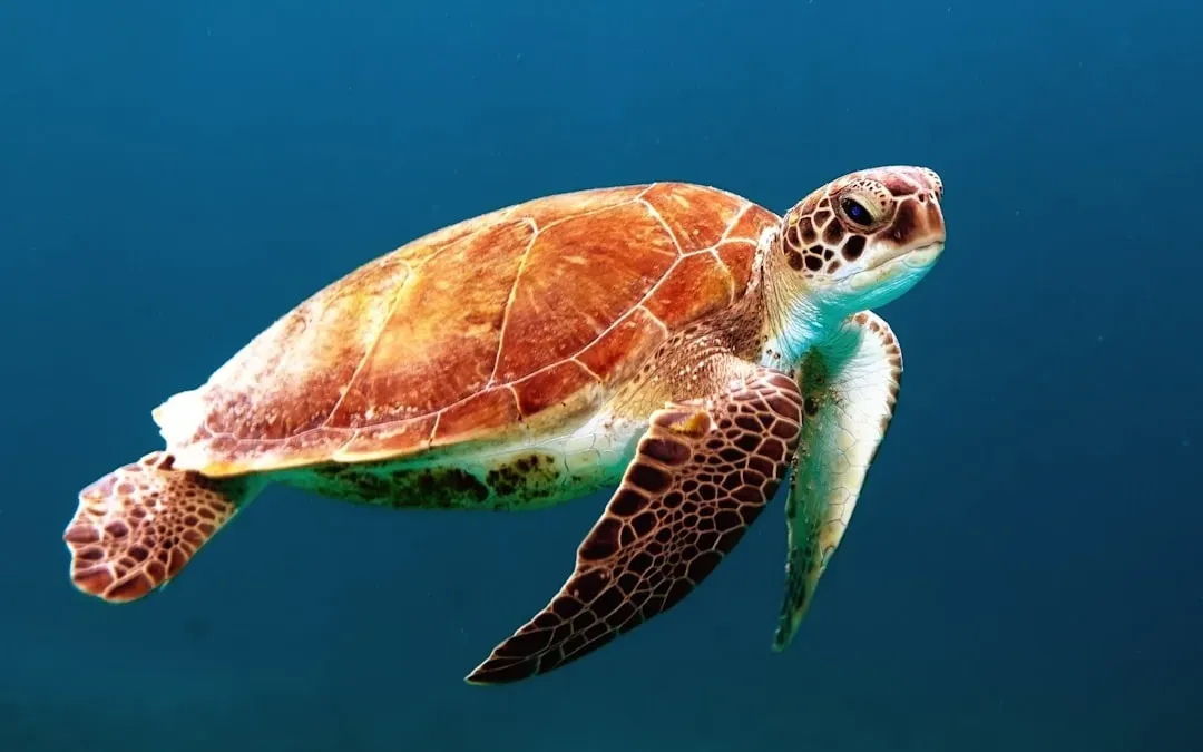 3. Hawksbill Sea Turtle: Guardian of Coral Reefs and Climate Clues (Image Credits: Unsplash)