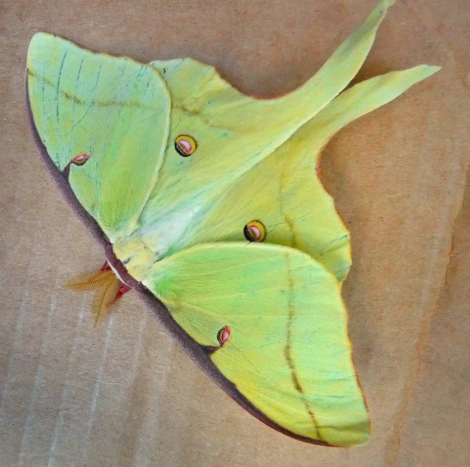What to Do Next: Gentle Choices That Honor the Moment (Luna Moth, CC BY-SA 2.0)