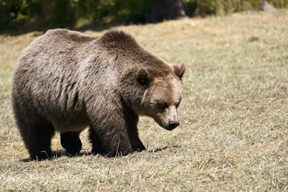 1. The Kodiak Brown Bear - The World's Largest Land Predator (Image Credits: Pexels)