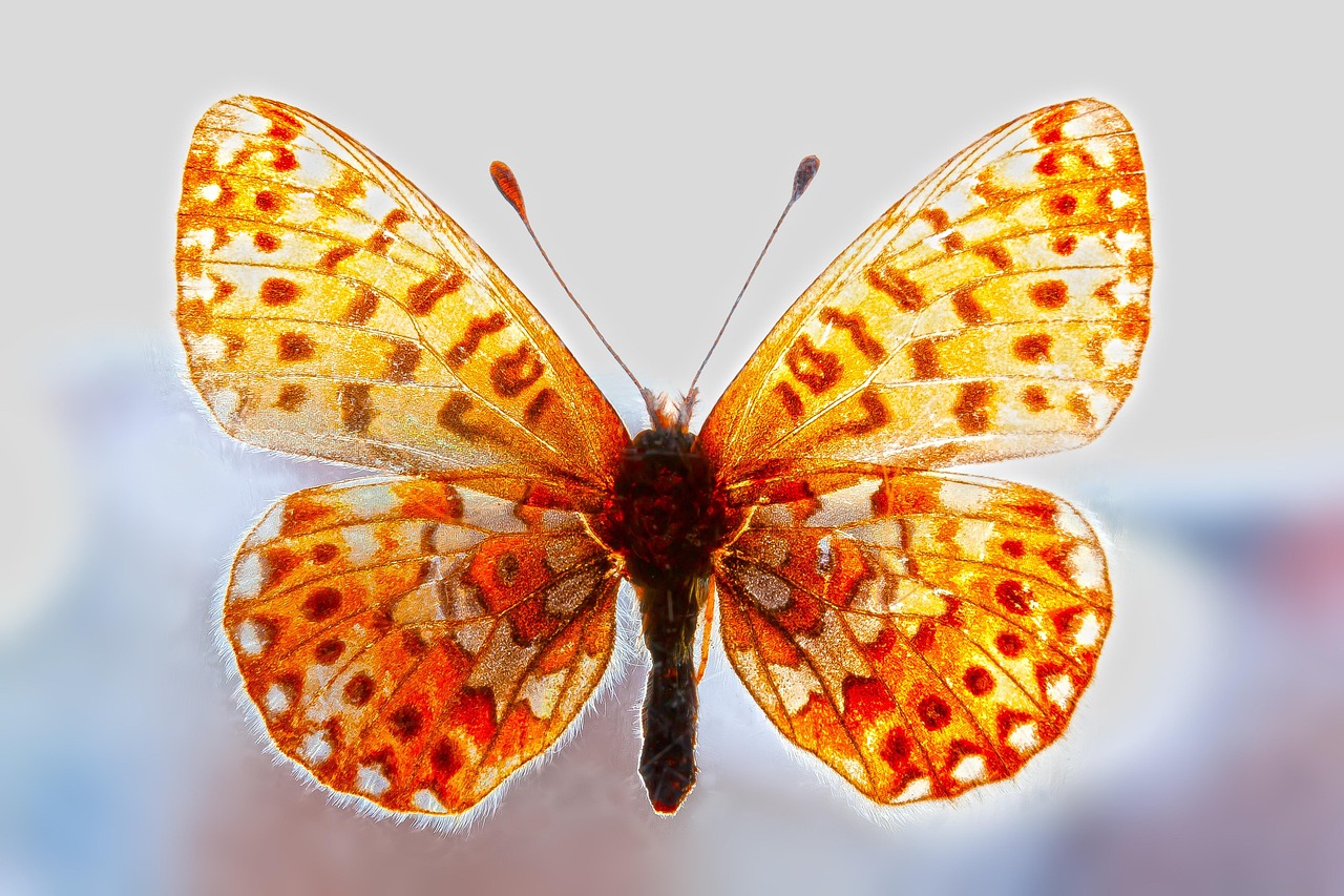 Butterfly: Transformation Through Air (Image Credits: Pixabay)