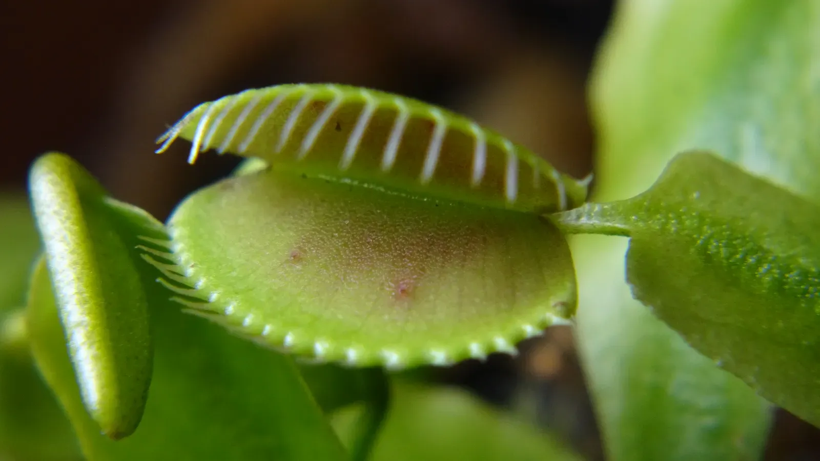 The Venus Flytrap: A Plant That Snaps Like An Animal (By Tippitiwichet, CC BY 2.0)
