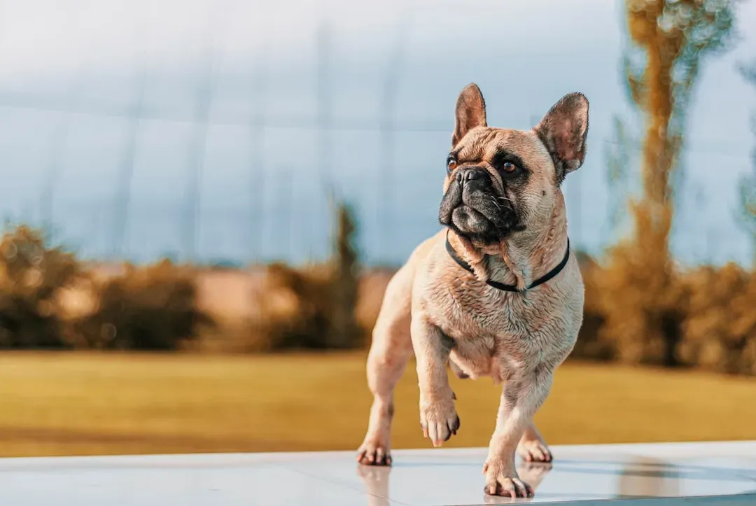 Sagittarius: Why You Should Never Adopt a French Bulldog (Image Credits: Unsplash)