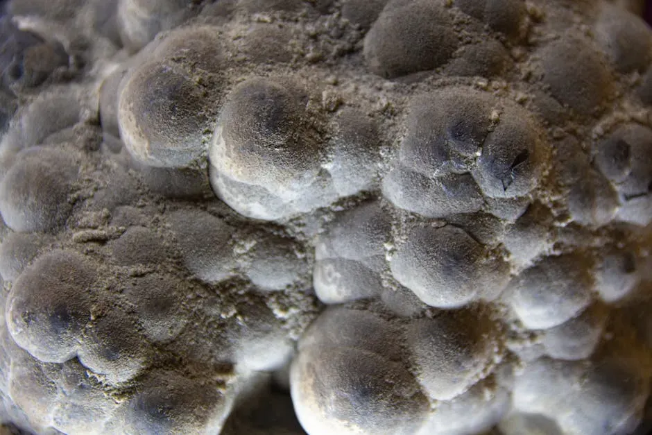 6. Clay and Mineral Templates: Life Written on Stone (Image Credits: Pexels)