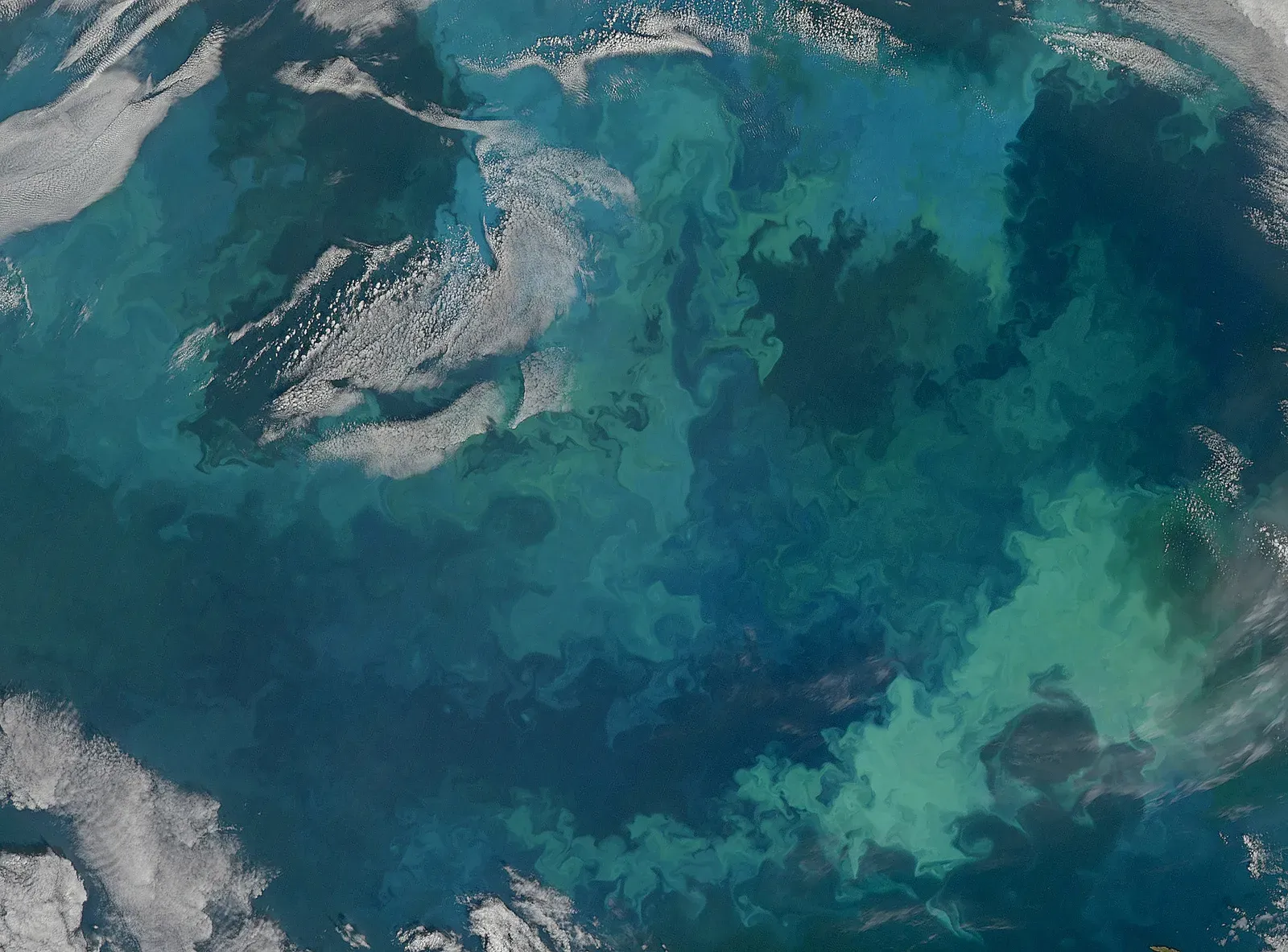 An Explosion of Algae: When Melting Ice Feeds Life (Phytoplankton Bloom in the Barents Sea [Detail], CC BY 2.0)